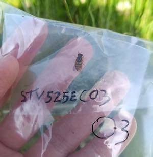 STV525EC03_01%20-%20copie